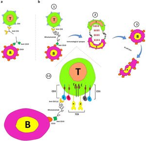 Blinatumomab's mechanism of action. a. Interaction between anti-CD19 and CD19 on B cells and anti-CD3 and CD3 on T cells. b. The main components of the blinatumomab (two recombinant single-chain variable fragments of anti-CD3 and anti-CD19) and its mechanism of action; 1. Transient engagement of B cells and T cells by blinatumomab; 1.1. Anti-CD3 links ε chain of CD3 on T-cells anti-CD19 connects CD19 on B cells; 2. Immunological synapse formation and releasing of serine proteases (such as perforins and granzymes) by activated T cells, and; 3. B cell apoptosis.