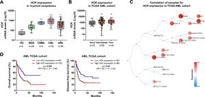 HCK is highly expressed and negatively impacts clinical outcomes in acute myeloid leukemia. (A) HCK (probe 208018_s_at) mRNA levels were compared between samples from normal hematopoietic cells (CD34+ cells), myelodysplastic syndromes (MDS), chronic myelomonocytic leukemia (CMML), chronic myeloid leukemia (CML), and acute myeloid leukemia (AML) patients. The "y" axis represents mRNA expression levels at arbitrary values. Number of subjects for each group are indicated. The data sets were cross-referenced using tumor-specific identification numbers. *** p < 0.001; Kruskal–Wallis test and Dunn post-hoc test. (B) HCK mRNA levels were compared among AML patients from the TCGA cohort stratified by molecular risk. Number of subjects for each group are indicated. **p < 0.01, ***p < 0.0001; Kruskal–Wallis test and Dunn post-hoc test. (C) Schematic representation of HCK expression in the different molecular subtypes of AML obtained from the BloodSpot software (https://servers.binf.ku.dk/bloodspot/). (D) Kaplan-Meier curves represent overall survival for AML patients dichotomized according to high or low HCK expression (using the ROC curve as the cut-off point). Hazard ratio (HR), 95 % confidence interval, and p values are indicated (log-rank test).