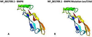 In silico analysis of BMP6 protein structure. Protein structure did not change when comparing wild-type (A) and p.Leu71Val mutation (B).