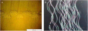 PET-LP Longitudinal sample: (A) fabric cross section observed by optical microscopy; (B) weaved profile of PET-LP yarns.