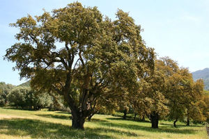 Cork oak forest (by Jean-Pol GRANDMONT [GFDL (http://www.gnu.org/copyleft/fdl.html) or CC BY 3.0 (https://creativecommons.org/licenses/by/3.0)], from Wikimedia Commons).