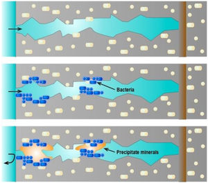 Self-healing mechanism in bacteria concrete.