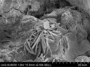 Image obtained after 63 days of healing.