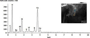 EDS elemental analysis for a crack surface in sample with bacteria, after 63 days of healing.
