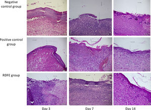 Representative images of histological sections of the three experimental groups.