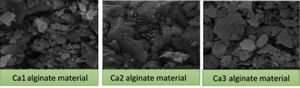 SEM analysis result on several calcium sulfate formulation of alginate material made of brown algae Sargassum sp.