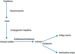 Ruta bioquímica de la conversión de triptófano en índigo e indirubina.