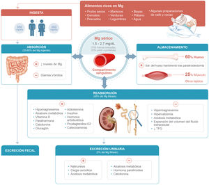 Homeostasis del magnesio. Mg: magnesio; Sdr: síndrome; TFG: tasa de filtrado glomerular.