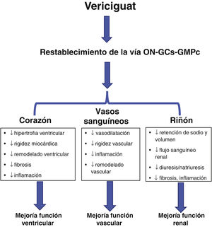 Impacto del empeoramiento de la IC sobre la vía ON-GCs-GMPc y mecanismo de acción de vericiguat. GCs: guanilato ciclasa soluble; GMPc: guanosina monofosfato cíclico; ON: óxido nítrico. Fuente: Figura elaborada con datos de Lombardi et al.16, Vannuccini et al.17, Kang et al.18, Campbell et al.19 y González-Juanatey et al.20.