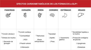 Efectos cardiovasculares de los agonistas del péptido similar al glucagón tipo 1 (aGLP-1).