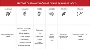 Efectos cardiovasculares de los inhibidores del cotransportador de sodio-glucosa tipo 2 (iSGLT2). EPO: agente estimulante de la eritropoyesis; SNS: sistema nervioso; SRAA: sistema renina-angiotensina-aldosterona.