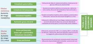 Relación fisiopatológica entre el tejido adiposo ectópico y el aumento de riesgo metabólico, cardiovascular y renal. Tanto los efectos sistémicos como los locales de la adiposidad originan y perpetúan una situación de metainflamación crónica, produciendo el síndrome cardiorrenometabólico. CV: cardiovascular; IL-6: interleucina-6; MCP-1: proteína quimioatrayente de monocitos-1; TNF-α: factor de necrosis tumoral alfa; VLDL: lipoproteína de muy baja densidad.