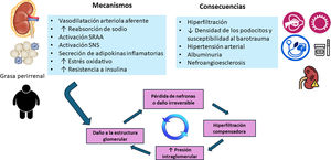 Obesidad y riñón: mecanismos y consecuencias. SNS: sistema nervioso simpático; SRAA: sistema renina angiotensina.