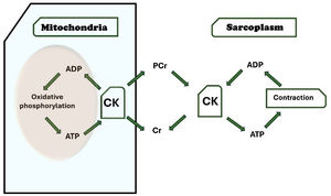 Metabolic pathway: creatine, phosphocreatine, and ATP cycling. ADP, adenosine diphosphate; ATP, adenosine triphosphate; CK, creatine kinase; Cr, creatine; PCr, phosphocreatine.