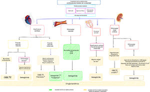 Tratamiento de las complicaciones cardiovasculorrenales de la obesidad. Modificación de figura original de Castro Conde et al.1 ar-GLP-1: agonistas del receptor del péptido similar al glucagón tipo1; ECA: ensayos clínicos aleatorizados; IAM: infarto agudo de miocardio; FG: filtración glomerular; FGe: filtración glomerular estimada; iSGLT2: inhibidores del cotransportador de sodio-glucosa tipo 2. Bibliografía: Deanfield et al.2, Kosiborod et al.3, Solomon et al.4, Solomon et al.5, Packer et al.6, Verma et al.7, Colhoun et al.8, Apperloo et al.9.