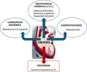 Distintos usos clínicos de la creatina (arriba, formas ovaladas). Efectos adversos (abajo, forma rectangular). Cr: creatinina; ICFEr: insuficiencia cardiaca con fracción de eyección reducida.