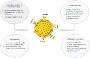 Funcionalidad de las partículas HDL. ABCA1: transportador de casete de unión a ATP A1; ABCG1: transportador de casete de unión a ATP G1; apoA-I: apolipoproteína A-I; apoA-IV: apolipoproteína A-IV; apoC-I: apolipoproteína C-I; apoC-III; apolipoproteína C-III; apoE: apolipoproteína E; eNOS: sintasa de óxido nítrico endotelial; LDL: lipoproteínas de baja densidad; NF-κB: factor nuclear kappa B; NO: óxido nítrico; PON1: paraoxonasa 1; SR-BI: receptor scavenger clase B tipo I; TRC: transporte reverso de colesterol.