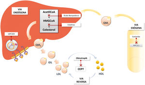 Obicetrapib en el abordaje global del tratamiento hipolipemiante. AcetilCoA: acetil coenzima A; CEPT: proteína de transferencia de ésteres de colesterol; HDL: lipoproteínas de alta densidad; HMGCoA: 3-hidroxi-3-metilglutaril-coenzima A; IDL: lipoproteína de densidad intermedia; LDL: lipoproteínas de baja densidad; NPC1L1: Niemann-Pick C1-Like 1; QMh: quilomicrón hepático; QMi: quilomicrón intestinal; tdPCSK9: terapia dirigida a la proproteína convertasa subtilisina/kexina tipo 9.