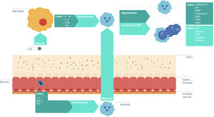 Proceso (simplificado) de inflamación neutrofílica en la vía aérea de pacientes con bronquiectasias. Ante la presencia de una bacteria que no es eliminada por las barreras naturales (moco), el epitelio bronquial libera señales proinflamatorias para reclutar neutrófilos. Por su parte, la activación del complemento circulante estimula a los macrófagos, que a su vez promueven el reclutamiento y activación de los neutrófilos. Estos, una vez activados, pueden liberar el contenido de sus gránulos y formar trampas extracelulares de neutrófilos. La desregulación de este proceso impide la opsonización, y, por ende, la fagocitosis por parte de los neutrófilos, así como la eliminación de estas células por parte de los macrófagos. La eliminación bacteriana ineficaz, la infección e inflamación persistente, la hipersecreción y alteración del aclaramiento del moco, así como el daño epitelial de las vías aéreas, promueven el desarrollo de las bronquiectasias. IL: Interleucina; MIP-2: Proteína inflamatoria de macrófagos 2; TNF: Factor de necrosis tumoral; C5a: Componente del complemento 5 activado; LTB4: Leucotrieno B4; MUC: Mucina; EN: Elastasa neutrofílica; MMP: Metaloproteinasa de la matriz; ROS: Especies reactivas de oxígeno; PAM: Péptidos antimicrobianos; MPO: Mieloperoxidasa; NET: Trampa extracelular de neutrófilos; PZP: Proteína de la zona del embarazo; ADN: Ácido desoxirribonucleico.