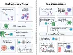 Effect of immunosenescence on the immune response to vaccines.