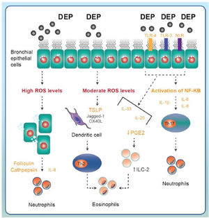 Main components of inflammatory signalling in asthma triggered by exposure to environmental pollutants. The pollutants come into contact with the airway epithelium and trigger the generation of reactive oxygen species (ROS). Moderate or high levels of ROS may activate Th2 or Th17 inflammatory response mechanisms triggered by the release of different cytokines and proinflammatory factors and the involvement of different immune cell lineages (neutrophils, eosinophils). DEP: diesel exhaust particles; IL: interleukin; ILC-2: type 2 innate lymphoid cells; NLR: NOD-like receptor; ROS: reactive oxygen species; TLR: toll-like receptor; TSLP: thymic stromal lymphopoietin.