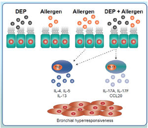 Inflammatory signalling triggered by the interaction of diesel exhaust particles and inhaled allergens. Exposure to low doses of allergens does not generate an immune response. However, this same exposure combined with exposure to diesel exhaust particles induces Th2-response-related IL-4, 5 or 13 expression and Th17-response-related IL-17A, 17F or cytokine CCL20 expression. Exposure to high doses of inhaled allergens generates a typical Th2 response. CCL20: chemokine ligand 20; DEP: diesel exhaust particles; IL: interleukin.