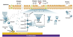 Adapted from Domingo.22 The figure, which may explain clinical results, shows how adaptive immunity (via Th2) is activated by allergens, resulting in synthesized IgE, which enters the medium to bind to effector cells. The right part of the figure shows how damage produced in the bronchial ciliated epithelium causes alarmins to be released that activate ILC2 and NKT cells. In both cases, the ILs typical of T2 asthma (IL-4, IL-5, and IL-13) are synthesized and released. Note how TSLP exerts APC control. TSLP also appears to have some effect on activation of ILC3 belonging to the non-T2 pathway.