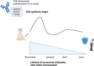 YTE (M252Y, S254T and T256E) aminoacid substitutions in Fc chain extends life of nirsevimab antibodies in the infant, enlarging their protection for at least 150 days, and possibly the protection of other co-living age groups. This protection would lead to extend the protection for all the RSV epidemic and also for the months after when RSV is also detected but causing limited outbreaks. Created with Biorender.