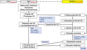 Biomarcadores en la fisiopatogenia de la tromboembolia pulmonar aguda. Los biomarcadores son posicionados en el esquema de acuerdo con el mecanismo fisiopatológico que expresan y según la utilidad diagnóstica (en roja) o pronóstica (en azul). AP: arteria pulmonar; BNP: péptido natriurético tipo B; H-FABP: proteína ligadora de ácidos grasos cardiacos; GDF-15: factor de diferenciación de crecimiento 15; HPTEC: hipertensión pulmonar tromboembólica crónica; LMR: relación linfocito-monocito; MR-proADM: región media de la proadrenomedulina; NGAL: lipocalina asociada con la gelatinasa de neutrófilos; NLR: relación neutrófilo-linfocito; NT-proBNP: fragmento amino-terminal del proBNP; O2: oxígeno; PLR: relación plaqueta-linfocito; pO2: presión arterial de oxígeno; TEP: tromboembolia pulmonar; TVP: trombosis venosa profunda; VD: ventrículo derecho; VI: ventrículo izquierdo.