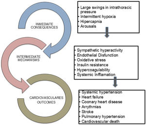 Pathophysiological mechanisms by which obstructive sleep apnoea contributes to cardiovascular diseases.