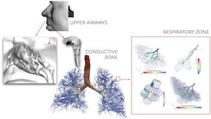 Geometrías computacionales del pulmón divididas en vías altas, zona conductiva y zona respiratoria.