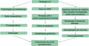 Mecanismos envolvidos na patogênese das ceratoses actínicas. Adaptado de: Berman B, Cockerell CJ. Pathobiology of actinic keratosis: ultraviolet‐dependent keratinocyte proliferation. J Am Acad Dermatol. 2013;68:S10‐9.[8].