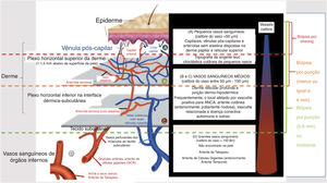 Representação esquemática da pele (epiderme, derme e tecido subcutâneo), tipos de vasos sanguíneos encontrados no plexo vascular da derme superficial e profunda, calibre dos casos, local principal de acometimento das síndromes vasculíticas e profundidade adequada da biópsia cutânea para representar a camada da pele onde a doença está localizada.