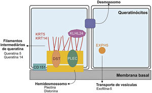 Representação dos complexos e proteínas associadas aos diferentes subtipos de epidermólise bolhosa simples (EBS). Alterações em componentes estruturais dos hemidesmossomos, dos filamentos intermediários de queratina e do transporte de vesículas celulares estão por trás do espectro de fenótipos da EBS. Apenas as proteínas associadas à EBS são apresentadas na figura.