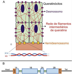 (A) Representação esquemática da rede de filamentos intermediários de queratina. Os filamentos de queratina se conectam aos hemidesmossomos para garantir a ligação à membrana basal subjacente e aos desmossomos a fim de assegurar o contato célula‐célula nos queratinócitos. Uma representação da configuração molecular do heterodímero K5/K14, a menor subunidade que forma os filamentos intermediários, é mostrada na parte debaixo da figura. (B) Organização dos domínios das queratinas. As queratinas apresentam um domínio central rod em α‐hélice que contém quatro segmentos (1A‐B, 2A‐B), os quais são interrompidos por três domínios de ligação (L1, L12 e L2). O domínio rod tem, em suas extremidades, motivos altamente conservados (HIP e HTP), frequentemente associados aos casos mais graves de EBS grave. Variantes nos domínios de ligação estão geralmente associadas à EBS localizada, enquanto na forma intermediária da doença as variantes envolvidas tendem a estar distribuídas pelos segmentos do domínio rod.