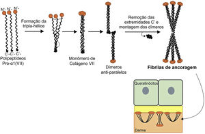 Representação esquemática da montagem das fibrilas de ancoragem a partir dos polipeptídeos de colágeno pro‐a1 (VII). Três polipeptídeos se associam pelas suas extremidades C‐terminais, enquanto seus domínios colagenosos se dobram em formação de tripla hélice. A partir de então, os monômeros de colágeno tipo VII em tripla hélice formam dímeros antiparalelos, que se unem após a remoção de parte da extremidade C‐terminal. As diversas moléculas de dímeros se juntam lateralmente e formam fibrilas de ancoragem. Os domínios N‐terminais das fibrilas de ancoragem se ligam por homologia às macromoléculas na lâmina densa, estabilizam a adesão dessa com a derme subjacente.