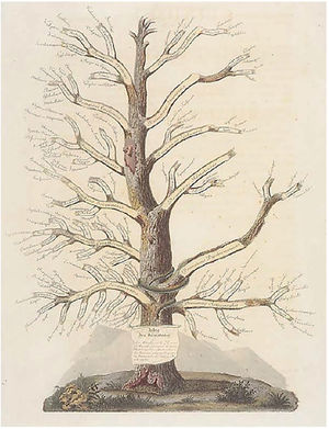 Árvore das Dermatoses, de Jean‐Louis Alibert. Fonte: Coleção Le musée de l’Hôpital Saint‐Louis.54