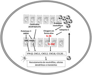 Patogenia da psoríase pustulosa e ativação da via IL‐36.