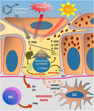 Representação do estresse oxidativo (EO) e da ativação da imunidade inata no vitiligo. As ações da radiação ultravioleta (RUV), compostos fenólicos e trauma (Köbner) aumentam a produção de espécies reativas de oxigênio (ERO). Em paralelo, predisposições genéticas (como mutações no gene FOXO3A) levam a uma ineficiência dos mecanismos antioxidantes, observada pelo aumento da enzima superóxido dismutase (SOD), redução da catalase (CAT) e glutationa (Glu), causando desequilíbrio no status redox. O EO também provoca um acúmulo de proteínas defeituosas no retículo endoplasmático, gerando um fenômeno denominado resposta a proteínas mal enoveladas (unfolded protein – UPr), contribuindo para o processo de autofagia e levando à produção de interleucinas proinflamatórias (IL6 e IL8). O aumento da expressão de TRPM2 (transient receptor potential cation channel subfamily M member 2), também induzido pelo EO, promove influxo de cálcio para o interior do melanócito, culminando com sua apoptose. O EO promove a liberação de padrões moleculares associados a danos (DAMPs), especialmente o HSP70, que iniciam a resposta inata a partir da ativação de células dendríticas (DC) e da participação de células natural killer (NK). Fonte: os autores.