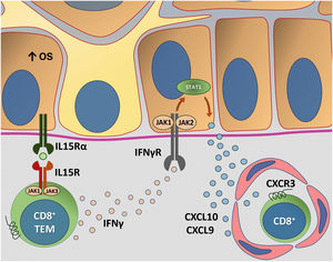 Representação da transapresentação de interleucina (IL) 15 nos ceratinócitos induzida pelo estresse oxidativo (EO) e da interação do interferon gama (IFN‐γ) com a via Janus quinase/transdutores de sinal e ativadores de transcrição (JAK/STAT). O EO promove a transapresentação de IL15 nos ceratinócitos por meio da ligação de IL15 ao receptor heterodimérico de IL15 (IL15R) nos linfócitos T CD8+ efetores de memória (TEM), composto por CD122 e CD132, e ao receptor de IL15α (IL15Rα) nos ceratinócitos (CD215). Esse processo potencializa a ativação de células T CD8+ efetoras de memória e a produção de citocinas inflamatórias, como IFN‐γ, via sinalização JAK/STAT (JAK1‐STAT3 e JAK3‐STAT5). O eixo IFN‐γ/STAT1/CXCL10 conduz a destruição autoimune dos melanóctios. O IFN‐γ sinaliza por meio do receptor de IFN‐γ (IFN‐γR) para estimular JAK1/JAK2 e ativar STAT1. A ativação induz a produção de CXCL9 e CXCL10, que sinaliza por meio do receptor CXCR3 para o recrutamento de mais células T CD8+ autorreativas. Fonte: os autores.