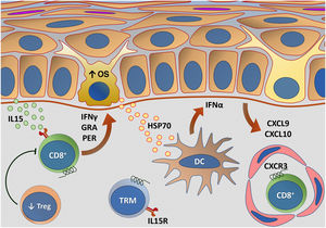 Representação das alterações relacionadas com a imunidade adaptativa no vitiligo. Os melanócitos afetados pelo estresse oxidativo (EO) provocam a ativação da imunidade inata por meio da secreção de exossomos, que contêm padrões moleculares associados a danos (DAMPs), especialmente a heat shock protein 70 (HSP70). A HSP70 estimula a secreção de IFN‐α pelas células dendríticas na fase inicial da progressão da doença, que induz a produção das quimiocinas CXCL9 e CXCL10 pelos ceratinócitos e o recrutamento de células T com expressão do receptor CXCR3. CXCL10 apresenta ação efetora, enquanto CXCL9 atua no recrutamento global de células T CD8+ autorreativas. Células T CD8+ efetoras são responsáveis pela destruição dos melanócitos mediante a produção de interferon gama (IFN‐γ), liberação de granzimas e perforinas, facilitada pela disfunção de células T regulatórias (Treg). As células T residentes de memória (TRM) CD8+ se desenvolvem após o início da resposta imune mediada por células T e estão implicadas na manutenção da doença, sendo retidas no tecido em virtude da transapresentação de IL15 pelos ceratinócitos. Fonte: os autores.