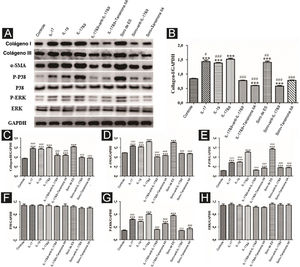 A expressão de várias proteínas relacionadas à fibrose e relacionadas à via de sinalização em CMLVD funcionais ativadas foi detectada por Western blotting. (A) Bandas imunorreativas de Western blotting de várias proteínas. IL‐9 e IL‐17 desempenham papel sinérgico na promoção da expressão de várias proteínas em CMLVD, que é inibida pela tansinona IIA. (B–H) Dados de Western blotting de colágeno I, colágeno III, α‐SMA, P‐P38, P‐ERK e ERK são representados como gráficos.