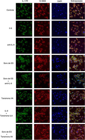 O anticorpo neutralizador de IL‐9 e a tansinona IIA inibem a expressão de IL‐17R em CMLVD. α‐SMA, fluorescência vermelha; IL‐17R, fluorescência verde.