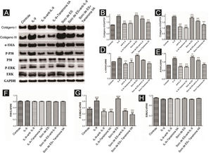 A expressão de várias proteínas relacionadas à fibrose e proteínas relacionadas à via de sinalização em CMLVD funcionalmente ativadas foi detectada por Western blotting. (A) Bandas imunorreativas de Western blotting de várias proteínas. A IL‐9 promove a expressão de várias proteínas em CMLVD, que é inibida pela tansinona IIA. (B–H) Dados de Western blotting de colágeno I, colágeno III, α‐SMA, P‐P38, P‐ERK e ERK são representados como gráficos estatísticos.