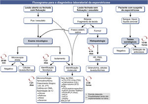 Fluxograma para o diagnóstico laboratorial da esporotricose humana, com estimativa de tempo para o processamento de cada método. GMS, prata metenamina de Gomori‐Grocott; CMA, ágar fubá; ’C’, fonte de carbono; ITS, espaçador transcrito interno; PCR, reação em cadeia da polimerase; qPCR, PCR quantitativa em tempo real; RCA, amplificação em círculo rolante; AFLP, amplified fragment length polymorphism; RAPD, random amplification of polymorphic DNA. Modificado de Orofino‐Costa et al., 2017.[9].