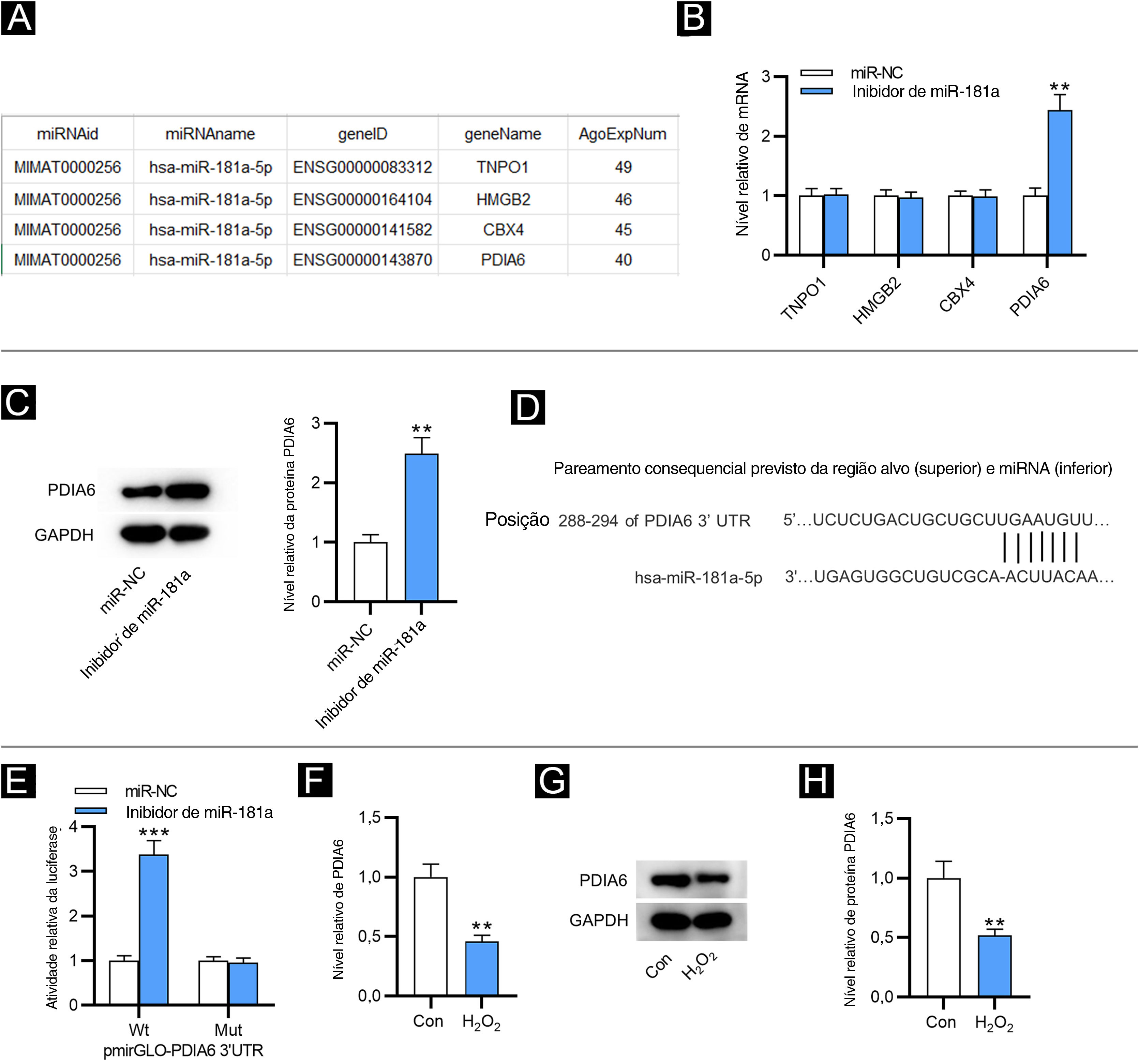 Sub‐regulação do miR‐181a atenua o estresse oxidativo induzido por H2O2 e a  senescência celular atuando sobre PDIA6 em fibroblastos do prepúcio humano