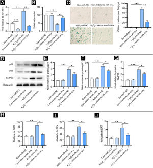 A depleção de MiR‐181a atenua a senescência celular induzida por H2O2 e o estresse oxidativo. Os ensaios foram conduzidos em FPH com diferentes tratamentos (com ou sem H2O2; transfecção de miR‐NC ou inibidor de miR‐181a). (A) Análise de RT‐qPCR do nível de miR‐181a. (B) Ensaio CCK‐8 para avaliar a viabilidade celular. (C) Coloração para SA‐β‐gal para avaliar a atividade de SA‐β‐gal. As imagens das células foram fotografadas com aumento de 50×. (D–G) Western blotting foi utilizado para medir os níveis de proteínas dos marcadores de senescência. (H–J) Mensuração das atividades de SOD, GPx e CAT nos FPH. *p<0,05, **p<0,01, ***p<0,001.