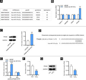 MiR‐181a liga‐se a PDIA6. (A) Quatro alvos downstream de miR‐181a previstos pela ferramenta de bioinformática ENCORI. (B) Análise de RT‐qPCR para avaliar esses níveis de mRNA em FPH transfectados com inibidor de miR‐181a. (C) Western blotting da expressão da proteína PDIA6 em FPH transfectados com inibidor de miR‐181a. (D) O sítio de ligação de miR‐181a na 3’UTR de PDIA6 previsto pelo TargetScan. (E) Ensaio relator de luciferase para elucidar a relação de ligação entre PDIA6 e miR‐181a. (F) Análise de RT‐qPCR do nível de PDIA6 em FPH tratados com H2O2. (G‐H) Western blotting do nível de proteína PDIA6 em FPH tratados com H2O2 e grupo controle. **p<0,01, ***p<0,001.