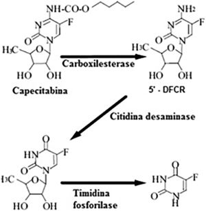 Via metabólica de transformação da capecitabina em 5‐fluorouracil. Fonte: Martins et al.6.
