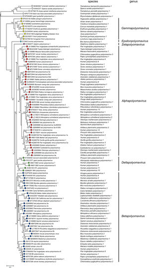 Revisões na taxonomia dos PyV pelo Comitê Internacional de Taxonomia de Vírus (ICTV), incluindo mais de 100 espécies e dividindo a família Polyomaviridae em seis gêneros, acrescido de um grupamento de espécies sem gênero definido: Alphapolyomavirus, Betapolyomavirus, Gammapolyomavirus, Deltapolyomavirus, Epsilonpolyomavirus e Zetapolyomavirus. Fonte: Moens U et al.16